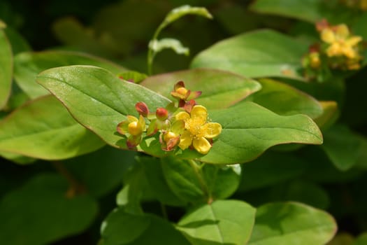 Shrubby St Johns Wort - Latin name - Hypericum androsaemum