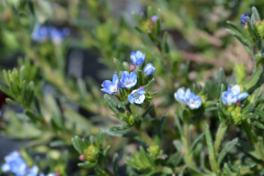 Scrambling gromwell - Latin name - Glandora diffusa (Lithodora diffusa)