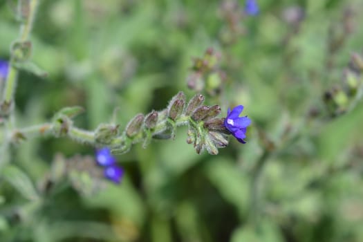 Common bugloss - Latin name - Anchusa officinalis