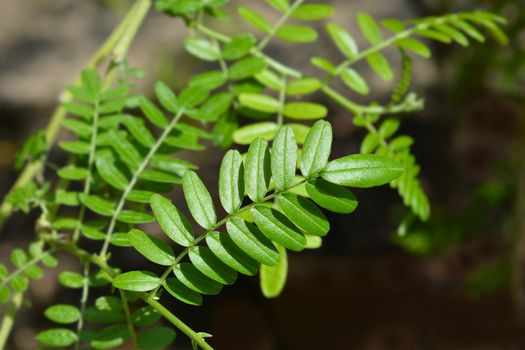 Kaka beak leaves - Latin name - Clianthus maximus