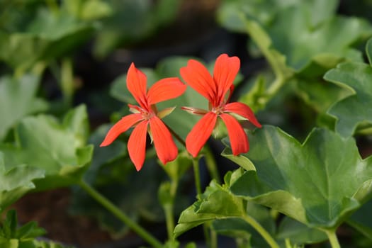 Ivy-leaved pelargonium - Latin name - Pelargonium peltatum