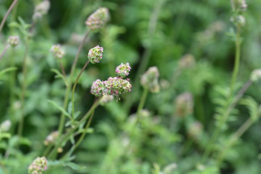 Salad burnet - Latin name - Sanguisorba minor