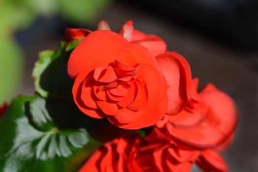 Red Winter-flowering begonia - Latin name - Begonia x hiemalis (Begonia Elatior hybrids)