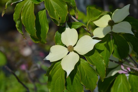 Flowering dogwood Teutonia - Latin name - Cornus kousa Teutonia