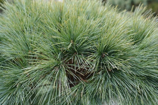 Eastern white pine Radiata - Latin name - Pinus strobus Radiata