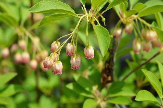 Red-vein enkianthus - Latin name - Enkianthus campanulatus