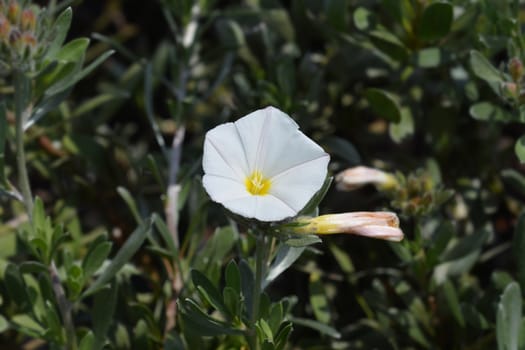 Shrubby bindweed - Latin name - Convolvulus cneorum