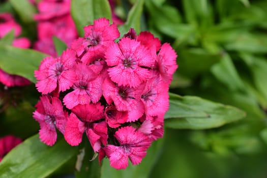 Sweet William - Latin name - Dianthus barbatus