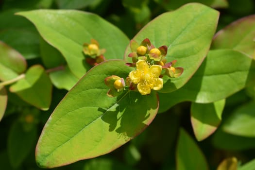 Shrubby St Johns Wort - Latin name - Hypericum androsaemum