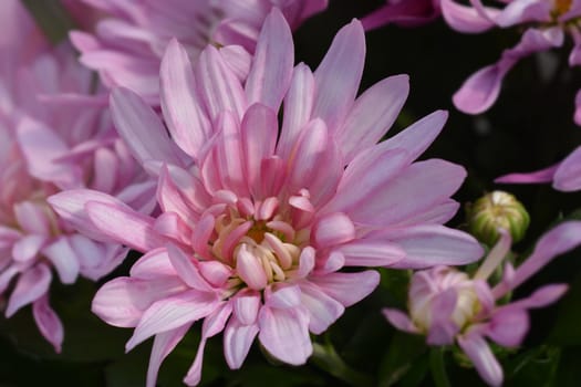 Pink Chrysanthemum - Latin name - Dendranthema indicum (Chrysanthemum indicum)