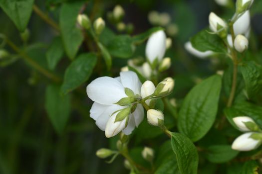 Mock Orange Snowbelle - Latin name - Philadelphus Snowbelle