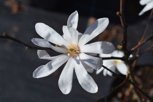 Star magnolia flower bud - Latin name - Magnolia stellata