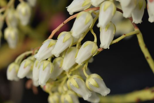 Forest Flame Lily of the Valley Shrub - Latin name - Pieris x Forest Flame