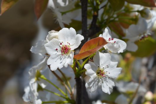 Japanese pear Hosui - Latin name - Pyrus pyrifolia Hosui