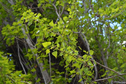 Lombardy poplar - Latin name - Populus nigra var. italica