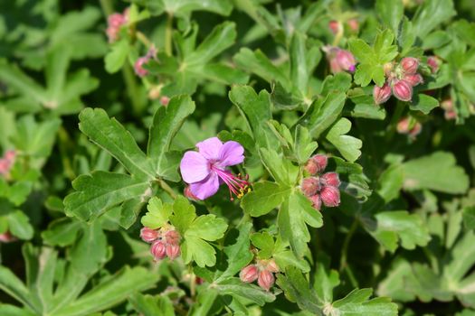 Rock cranesbill - Latin name - Geranium macrorrhizum