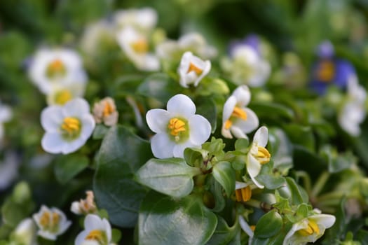 White Persian Violet - Latin name - Exacum affine