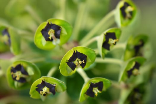 Spurge Black Pearl - Latin name - Euphorbia characias Black Pearl