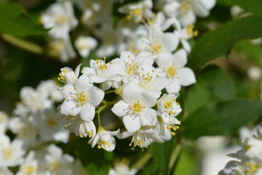 Lemoine Deutzia - Latin name - Deutzia x lemoinei