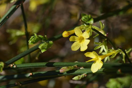 Winter jasmine - Latin name - Jasminum nudiflorum