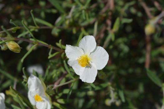 White rockrose - Latin name - Helianthemum nummularium Album