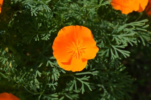 Close up of a golden poppy flower - Latin name - Eschscholzia californica