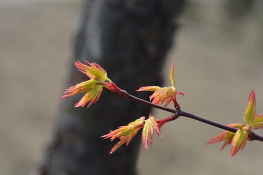 Japanese Maple - Latin name - Acer palmatum