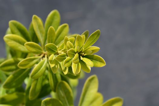 Dwarf Japanese Mock Orange - Latin name - Pittosporum tobira Nanum