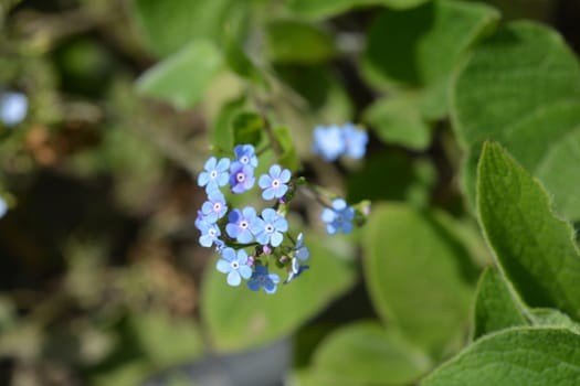 Largeleaf brunnera - Latin name - Brunnera macrophylla