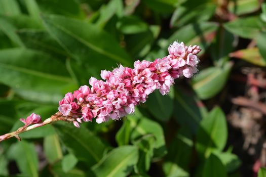 Fleece flower - Latin name - Persicaria affinis (Bistorta affinis)
