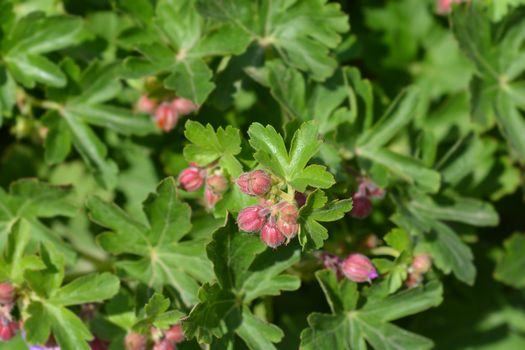 Rock cranesbill - Latin name - Geranium macrorrhizum