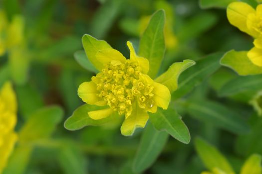 Cushion spurge yellow flowers - Latin name - Euphorbia epithymoides (Euphorbia Polychroma)