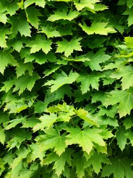 green leaves on the tree. a cluster of maple green plants