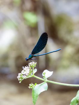 Blue dragonfly sitting on a green leaf.