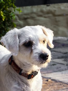 Cute small white dog closeup.