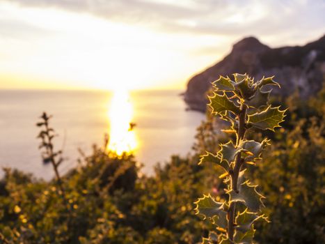 Beautiful sunset with thorns plant silhouette at Corfu island, Greece