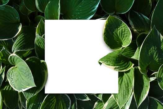 White paper sign between green leaves mock up for own text