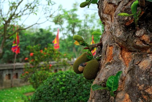 Jackfruits growing on a tree with close up of trunk and Vietnam traditional festival flag in the background with red, blue, yellow, green, red. Two sizes of fruit make the general shape astonishing.