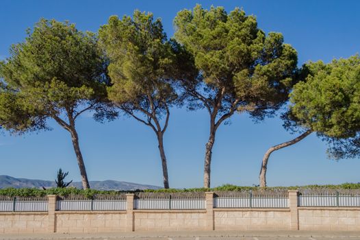 Four line tree facing a blue sky and mountains on the island of Palma de Mallorca in Spain