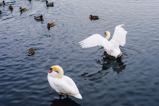 One Swan Stands in Water, second Bird Flaps Its Wings and Ducks Swim on Backdrop.