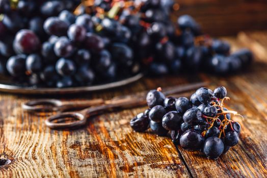 Blue Vine Grapes and Rusty Scissors on Wooden Table.