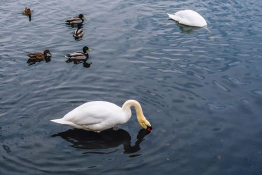 One Swan Plunged His Head into the Water, Other Swan Dive for Food, and Few Ducks Swim on Pond.