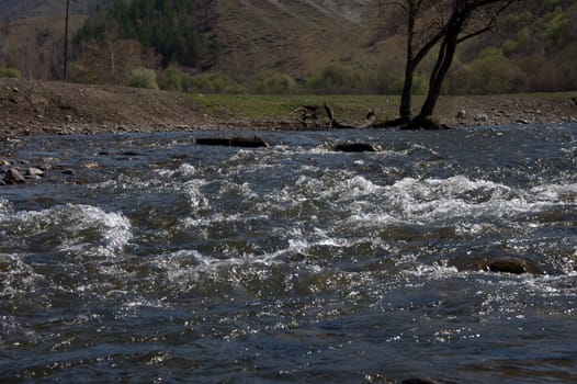 The swift mountain river Wojan with stony shores. Altai, Siberia, Russia.