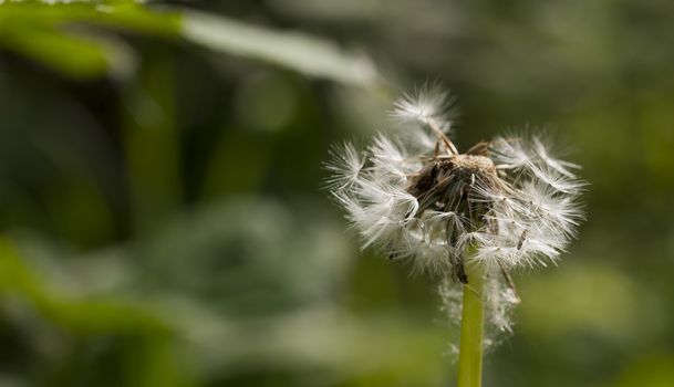 imperfect dandelion seeds in the forest across a fresh green morning background also as condolence card