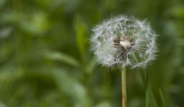 Dandelion seeds in the forest across a fresh green morning background 