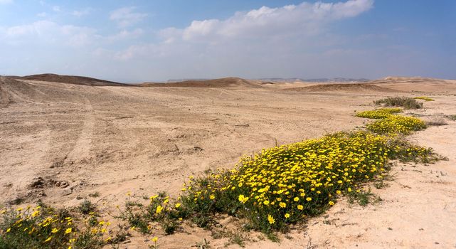 Hiking in spring desert health and ecology tourism