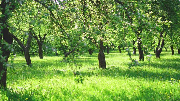 Beautiful spring park - bright green colors in sunlight