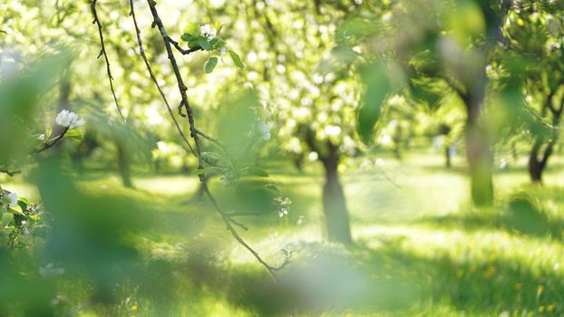 Beautiful spring park - bright green colors in sunlight