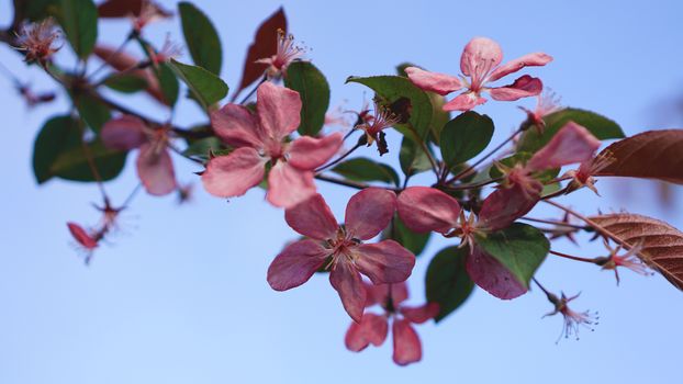 Beautiful pink peach blossom on blue sky background - spring