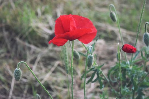 Red poppy Flower in nature field summer landscape